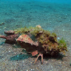 Frogfish (Lembeh)
