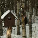 Pileated woodpecker 