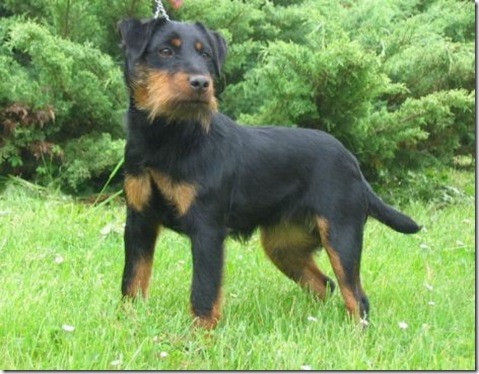 razas de perro con T, V, W, X, Y con imagenes razas de perro con T, V, W, X, Y con imagenes