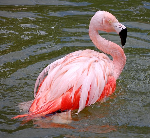 [aviary322.jpg]