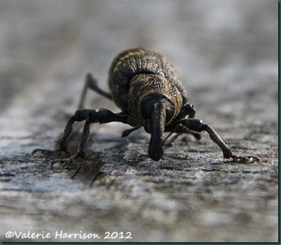 pine-weevil-Hylobius-abietis-face