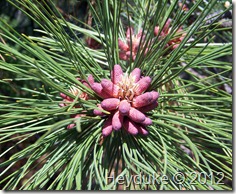Ponderosa Pine flowering