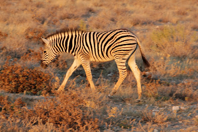 zebra foal trotting
