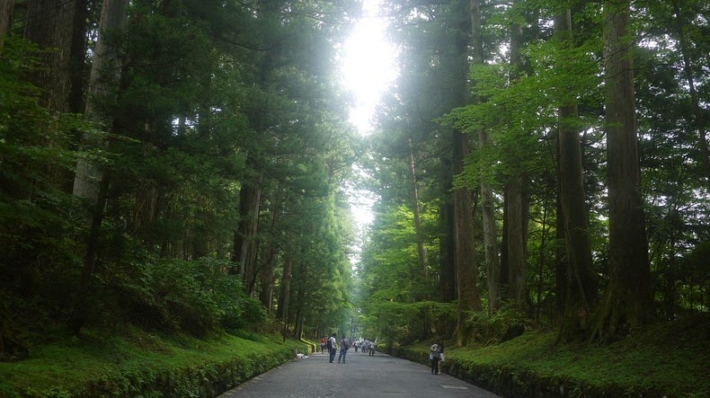 cedar-avenue-nikko-1 cedar-avenue-nikko-1