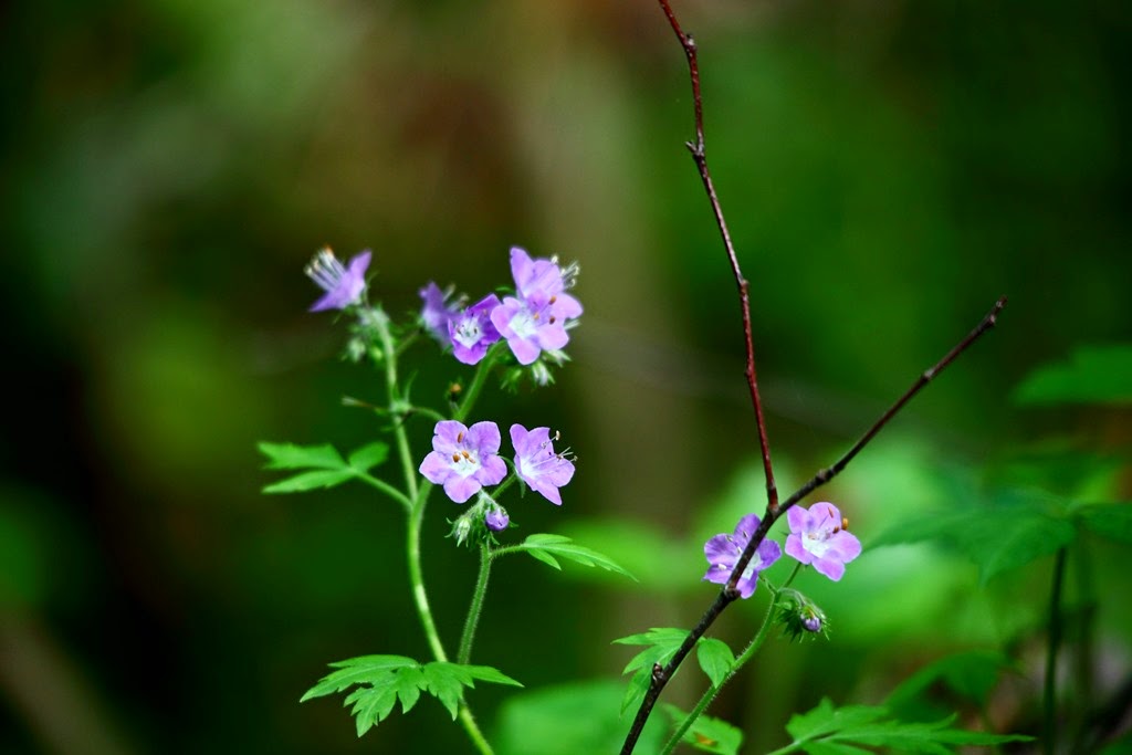 [Blue-forest-flowers_-_West_Virginia_-_ForestWander%255B7%255D.jpg]