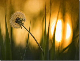 Flor e sol Flor e sol