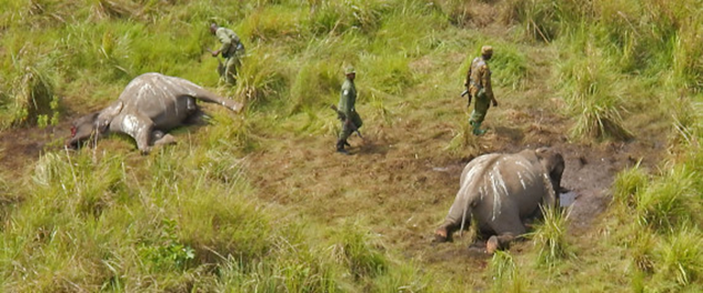 Elephants killed by poachers in Garamba National Park in a 2014 file photo. Reports in March 2015 say more elephants are being killed, with 30 animals slaughtered in just 15 days. Photo: AP
