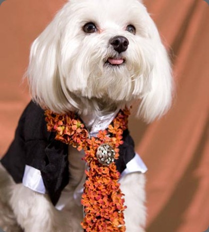 096 the flower studio az