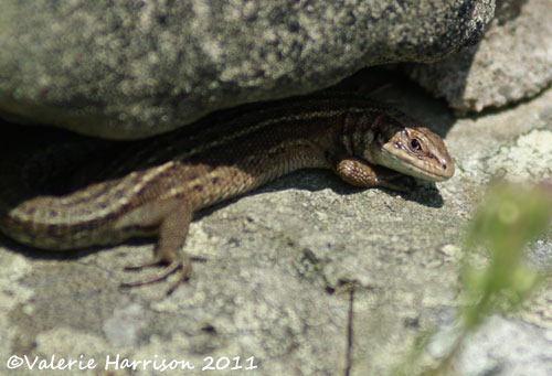 [lizard-2%255B2%255D.jpg]