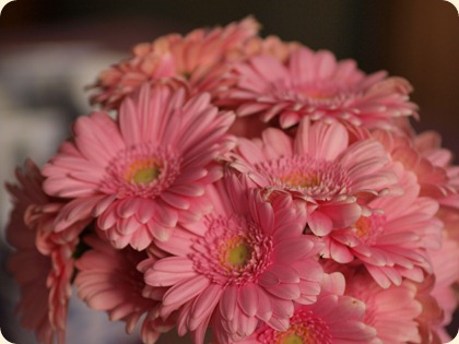 Yndige gerbera       