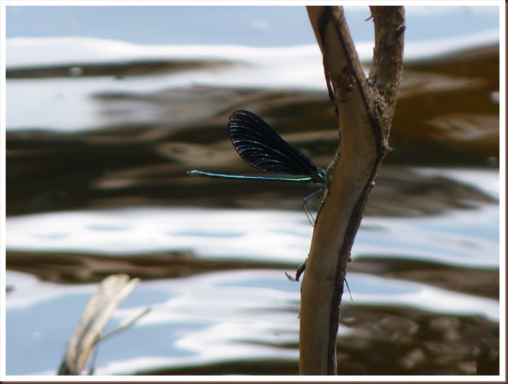 Dragon Fly -Pattison S.P WI