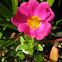 Purslane