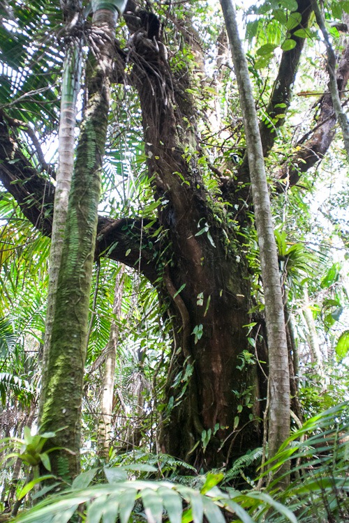 [El-Yunque-Rainforest-blog-155.jpg]
