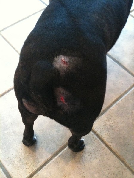 [eddie%2527s%2520wounds%2520two%255B5%255D.jpg]