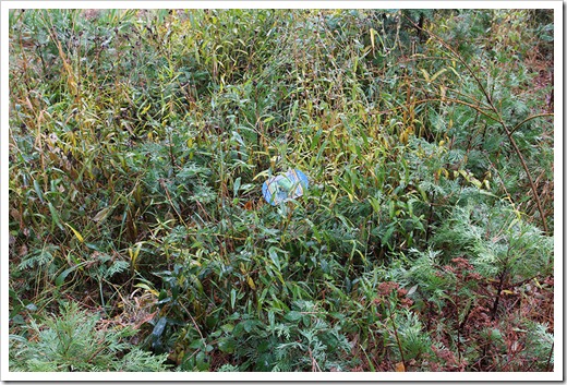 111124_Phyllostachys-bissetii_02 111124_Phyllostachys-bissetii_02