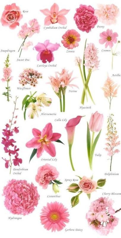 Know Your Flowers 6