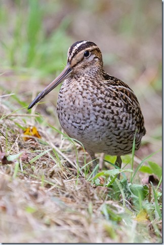 GreatSnipe_Kilnsea-4