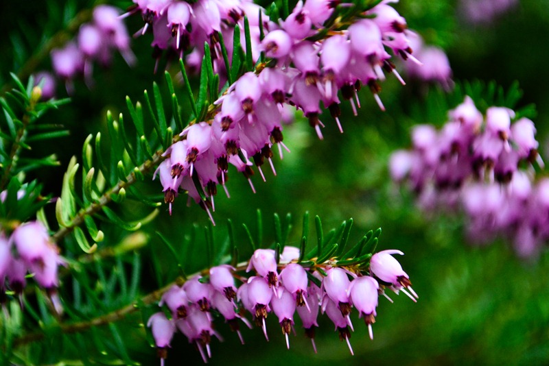 fleur-2