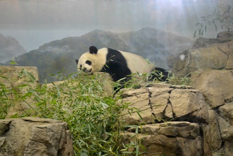 NationalZoo_4 NationalZoo_4