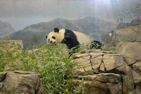 NationalZoo_4