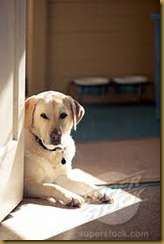 dogdoor