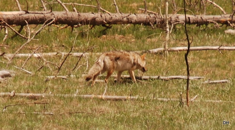 [05-18-13-B-Kaibab-National-Forest-31.jpg]