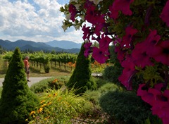 admiring the gardens at Troon Winery