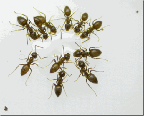 Lasius neglectus