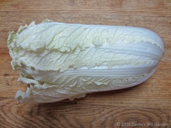 [cabbage2.jpg]