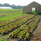 Salad in training at my brother John's farm