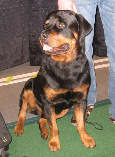 Rottweiler