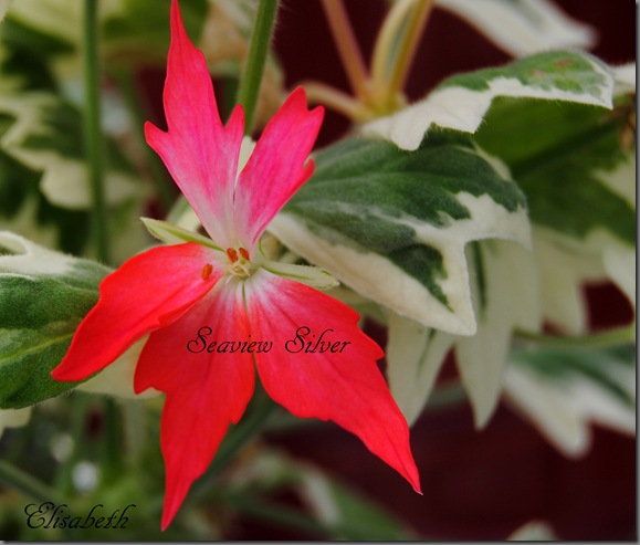 Pelargoner mai -12 006