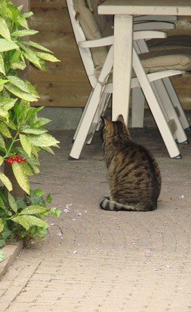 Kitty (36)