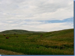 1159 Alberta - gravel roads between Head-Smashed-In Buffalo Jump Interpretive Centre and Pincher Creek - cattle 1159 Alberta - gravel roads between Head-Smashed-In Buffalo Jump Interpretive Centre and Pincher Creek - cattle