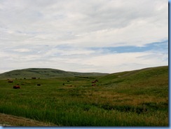 1159 Alberta - gravel roads between Head-Smashed-In Buffalo Jump Interpretive Centre and Pincher Creek - cattle