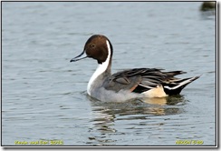 Slimbridge WWT D50  21-10-2012 14-30-51