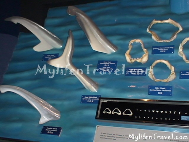Shark Aquarium 02 Shark Aquarium 02