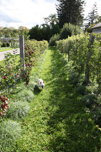 I saw some really beautiful apples on the apple espalier the other day.  Just a little further down the row.