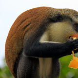 Devouring A Banana - St. George's, Grenada