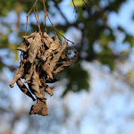 IMG_1629.JPG