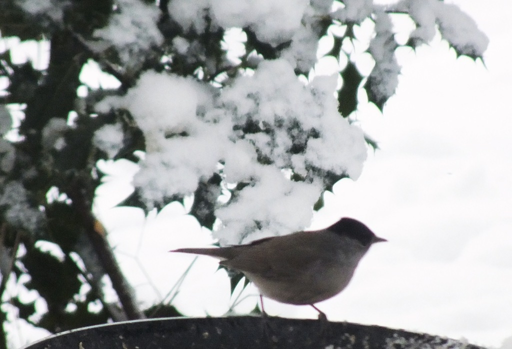 [blackcap%255B4%255D.jpg]