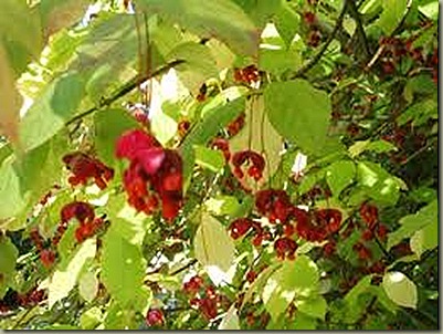 sachalinensis euonymus