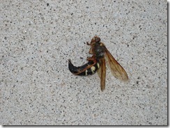 cicada killing wasps 007