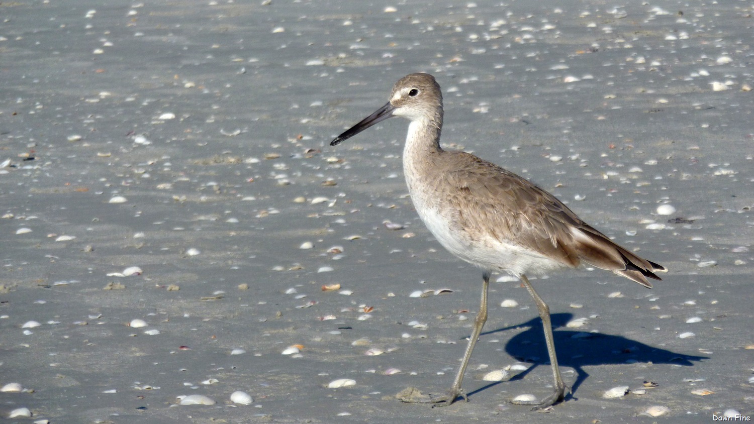 [Sanibel%2520Shell%2520and%2520birds_076%255B2%255D.jpg]