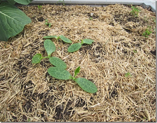 Dunja zucchini seedlings