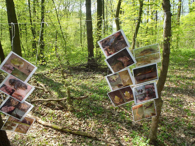 Za poznáním přírody lužní krajiny 12-13 (7).JPG