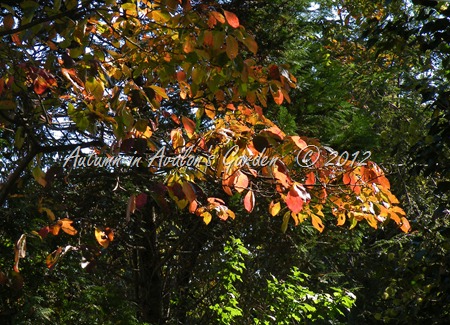 Autumn in Avalon's Garden  © 2012