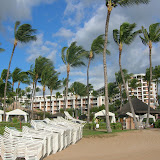 Wind Whips Through Hawaiin Palm Trees