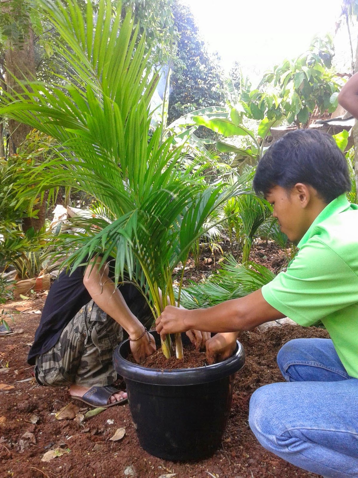 Pohon Palem Kuning Jual Pohon Palem Kuning Murah Tukang Taman Pohon Palem Kuning Jual Pohon Palem Kuning Murah Tukang Taman