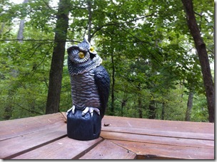 Owl on back porch